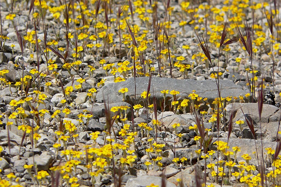 Eriophyllum wallacei (Wallace's woollydaisy) (alternate view 10)