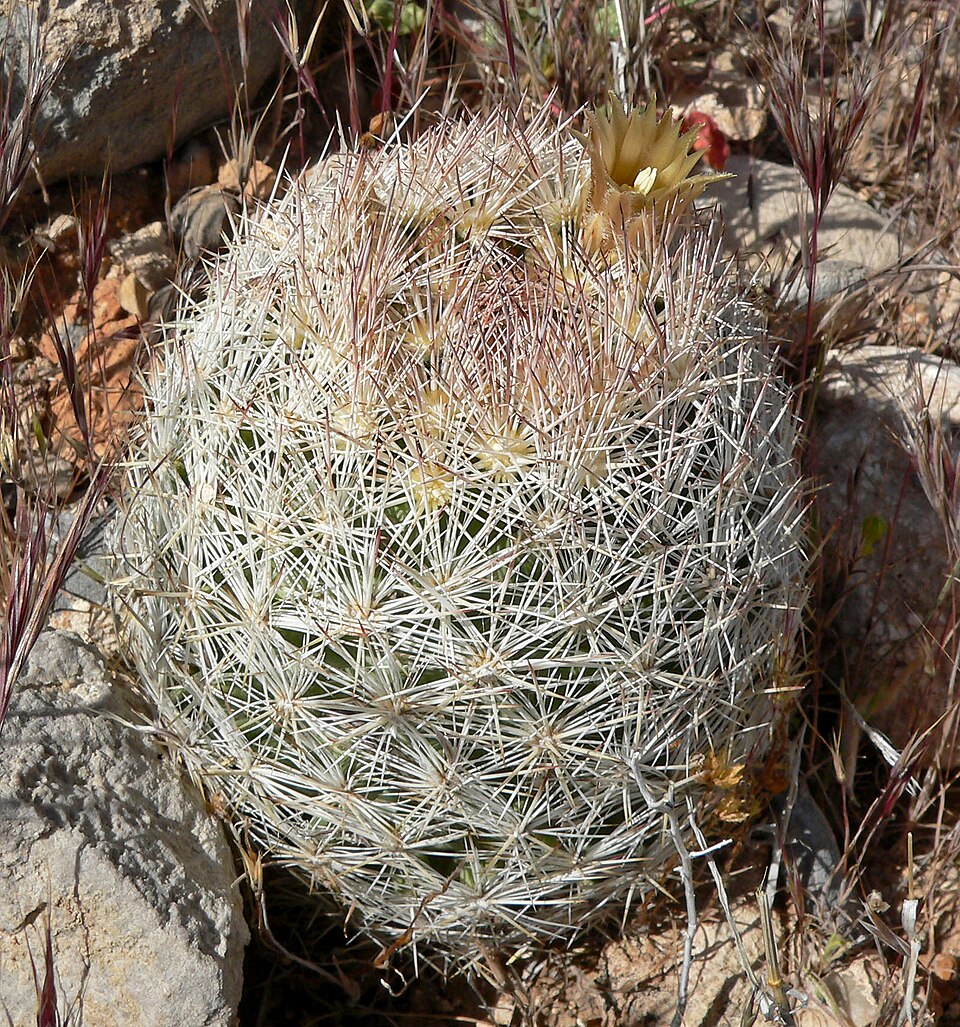 Escobaria vivipara (Spinystar) (alternate view 5)