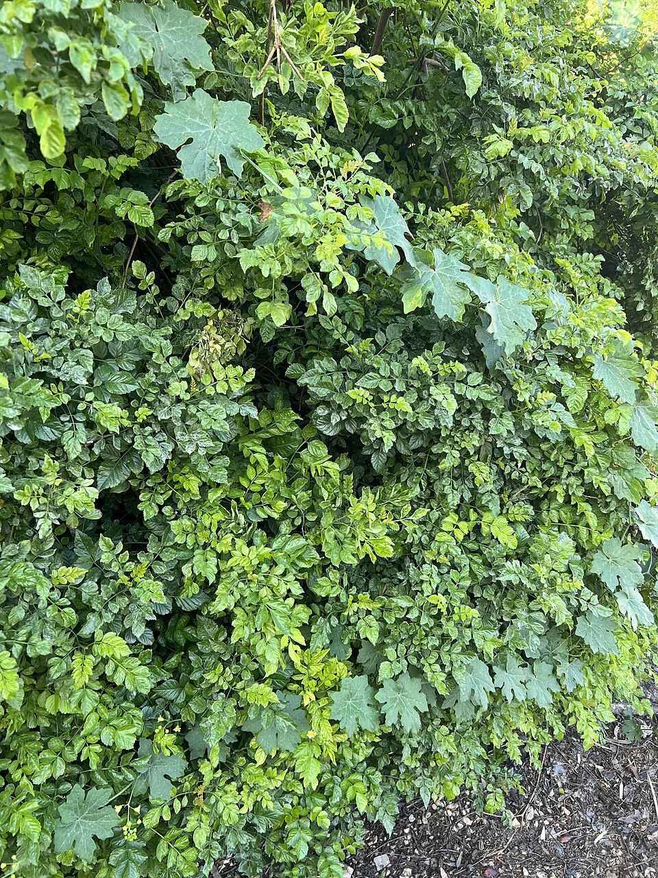 Bryonia cretica (White Bryony)