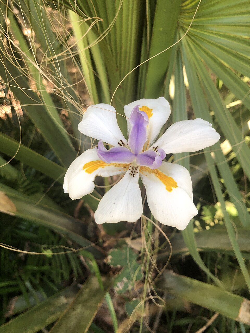 Dietes (Fortnight Lilies) (alternate view 6)