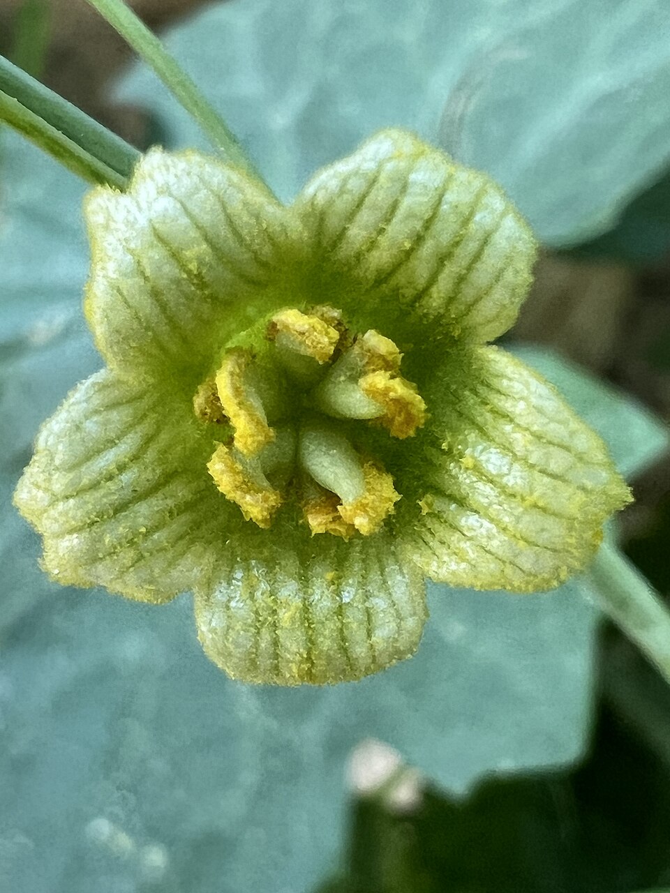 Bryonia cretica (White Bryony)