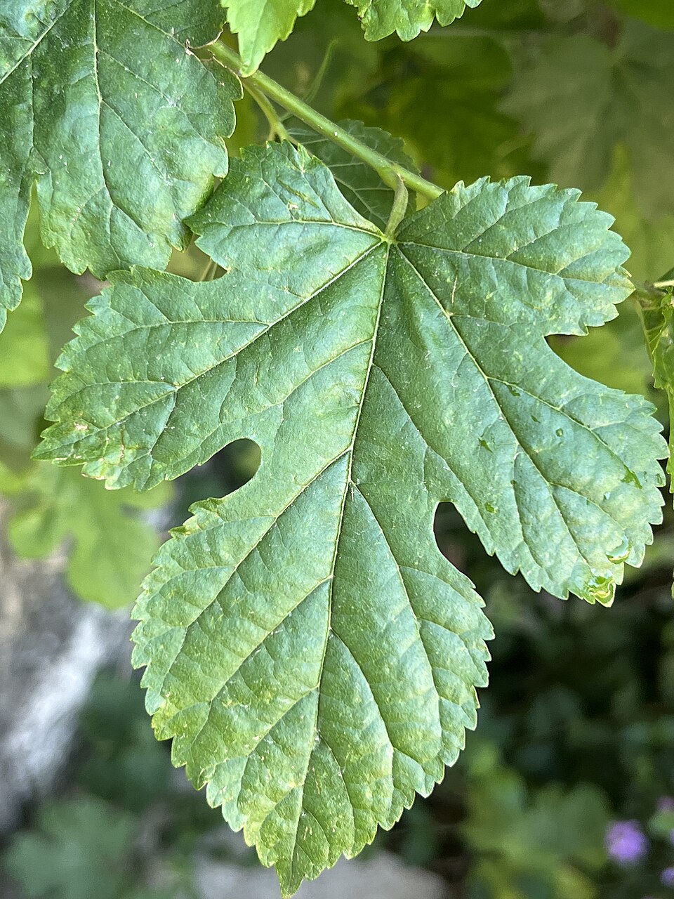 Bryonia cretica (White Bryony)