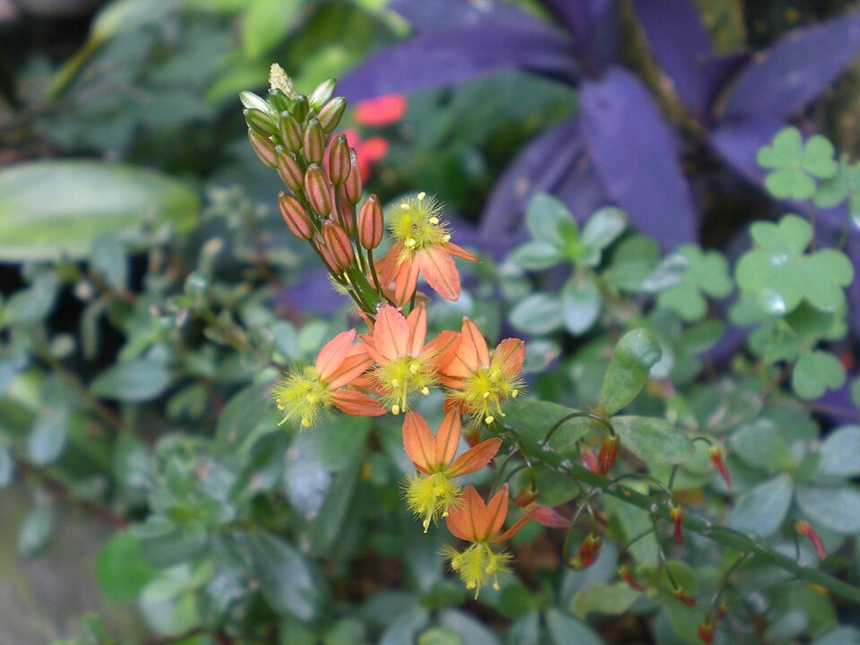 Bulbine (Kopievas) (alternate view 3)