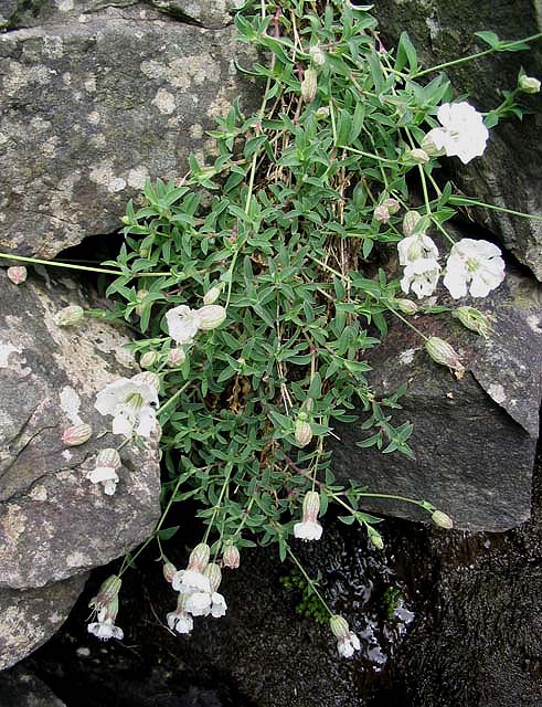 Silene uniflora (Sea Campion)