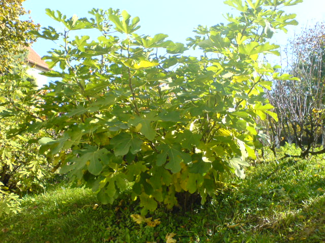 Ficus carica (common fig) (alternate view 2)