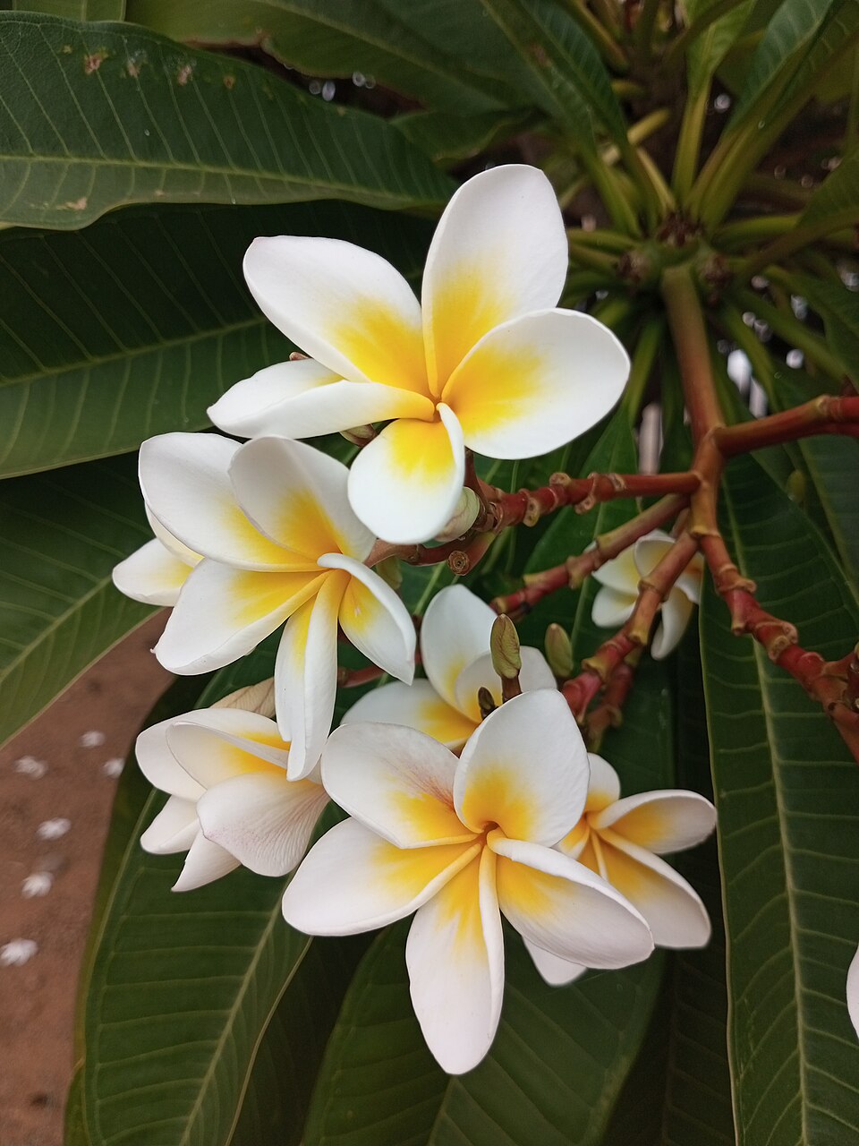 Plumeria (Frangipani Trees) (alternate view 5)