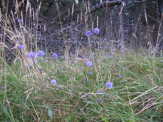 Succisa pratensis (Devil's-bit Scabious)
