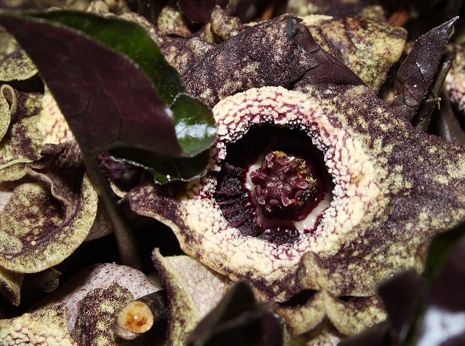 Asarum splendens (Chinese Wild Ginger) (alternate view 10)