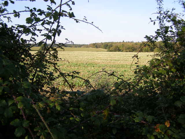 Rubus fruticosus (alternate view 9)