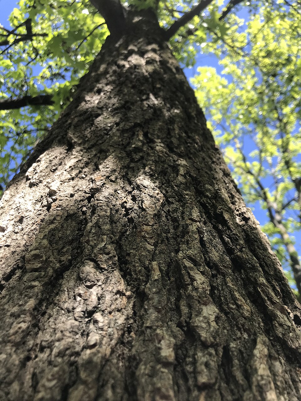 Liquidambar (sweetgums) (alternate view 2)