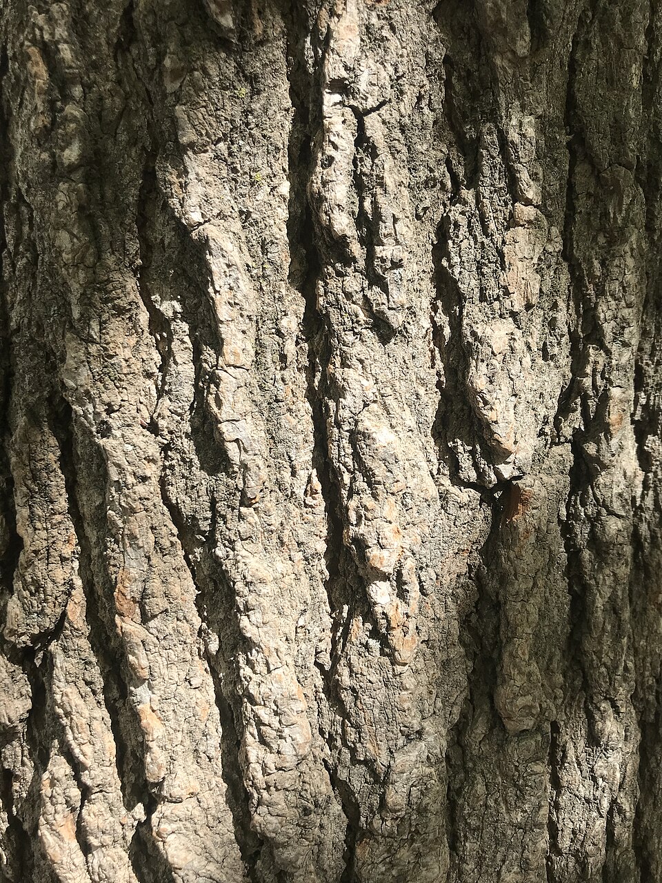Liquidambar (sweetgums) (alternate view 3)