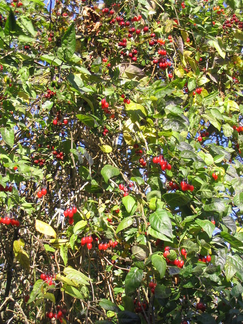 Solanum dulcamara (bittersweet nightshade) (alternate view 8)