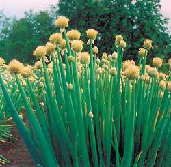 Allium fistulosum (Welsh Onion (Scallions)) (alternate view 7)