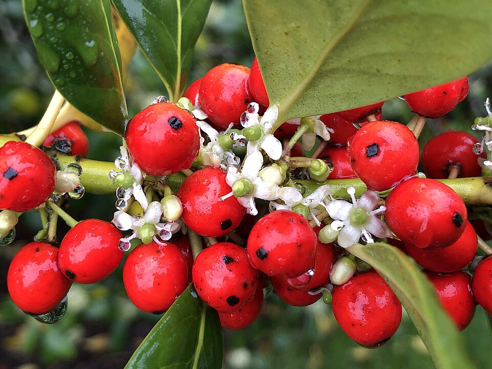 Ilex × 'Nellie R. Stevens' (Nellie R. Stevens Holly) (alternate view 4)