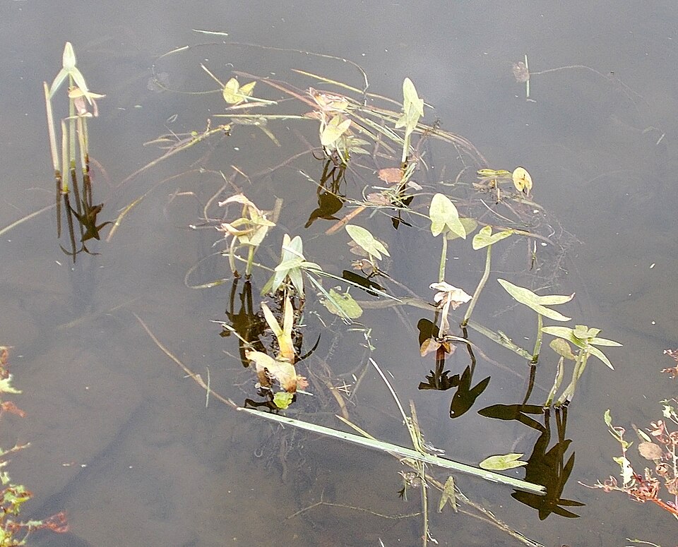 Sagittaria (Arrowheads) (alternate view 3)