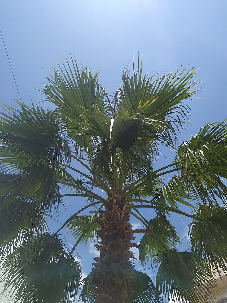 Washingtonia (Fan Palms) (alternate view 3)