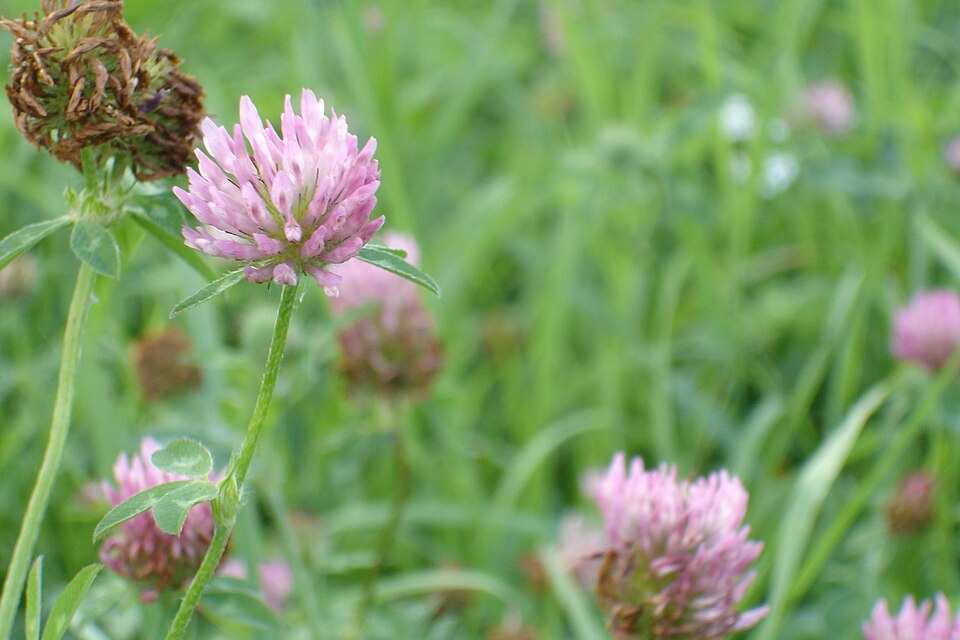 Trifolium pratense (red clover) (alternate view 7)