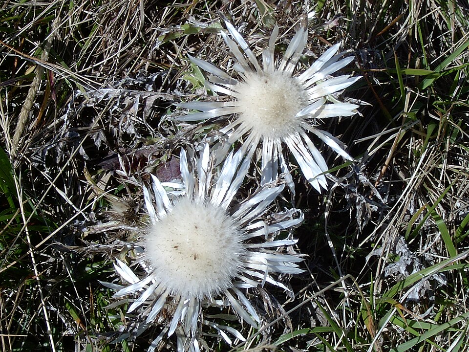 Carlina (Carline Thistles) (alternate view 4)