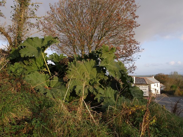 Gunnera manicata (gunnera) (alternate view 7)