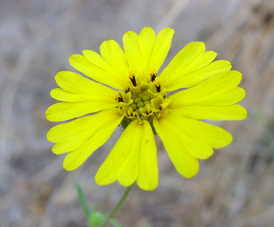 Madia elegans (Common Madia)