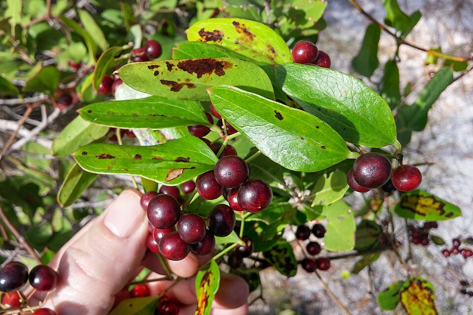 Smilax auriculata (Earleaf Greenbrier) (alternate view 6)