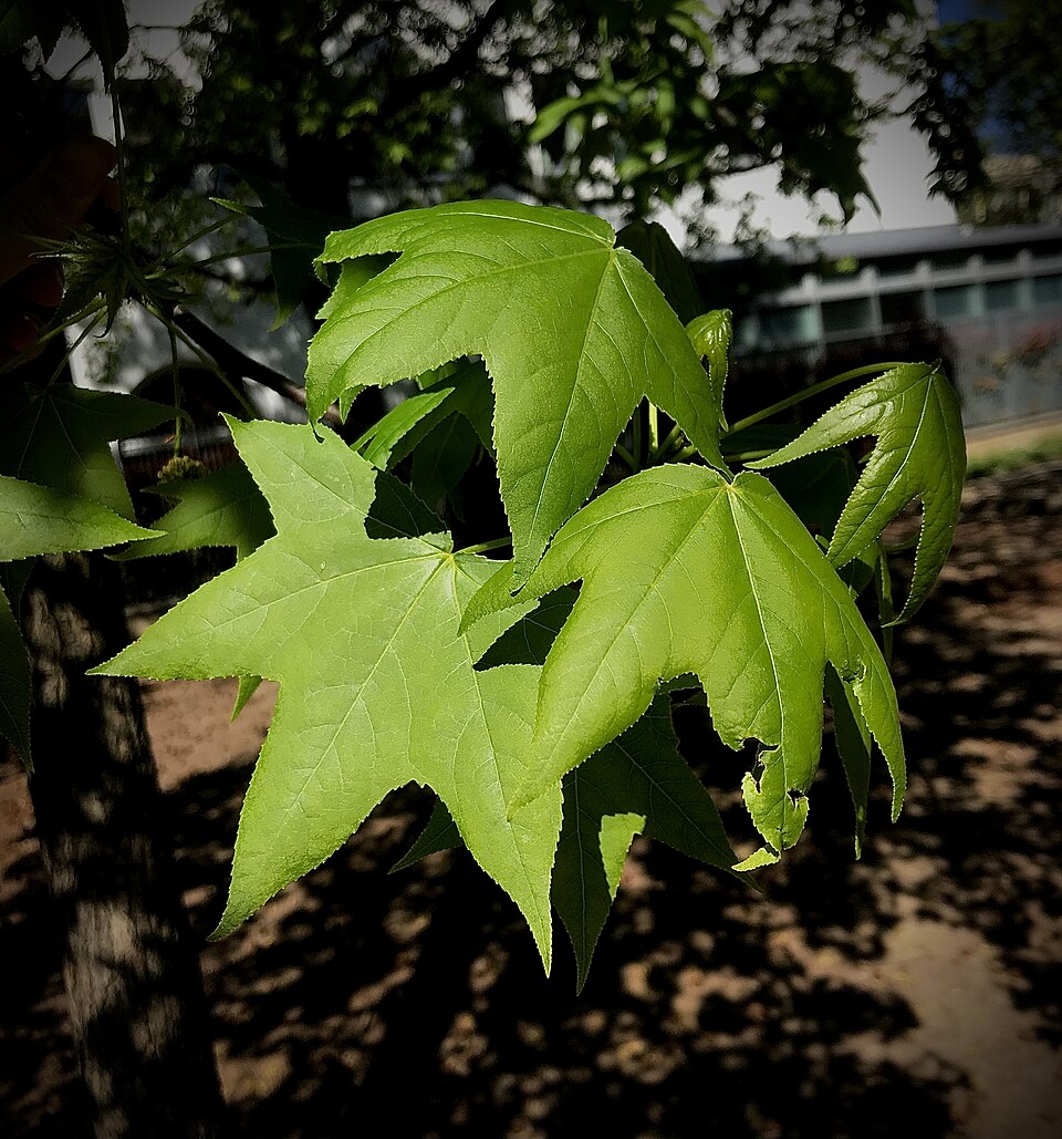 Liquidambar (sweetgums) (alternate view 4)