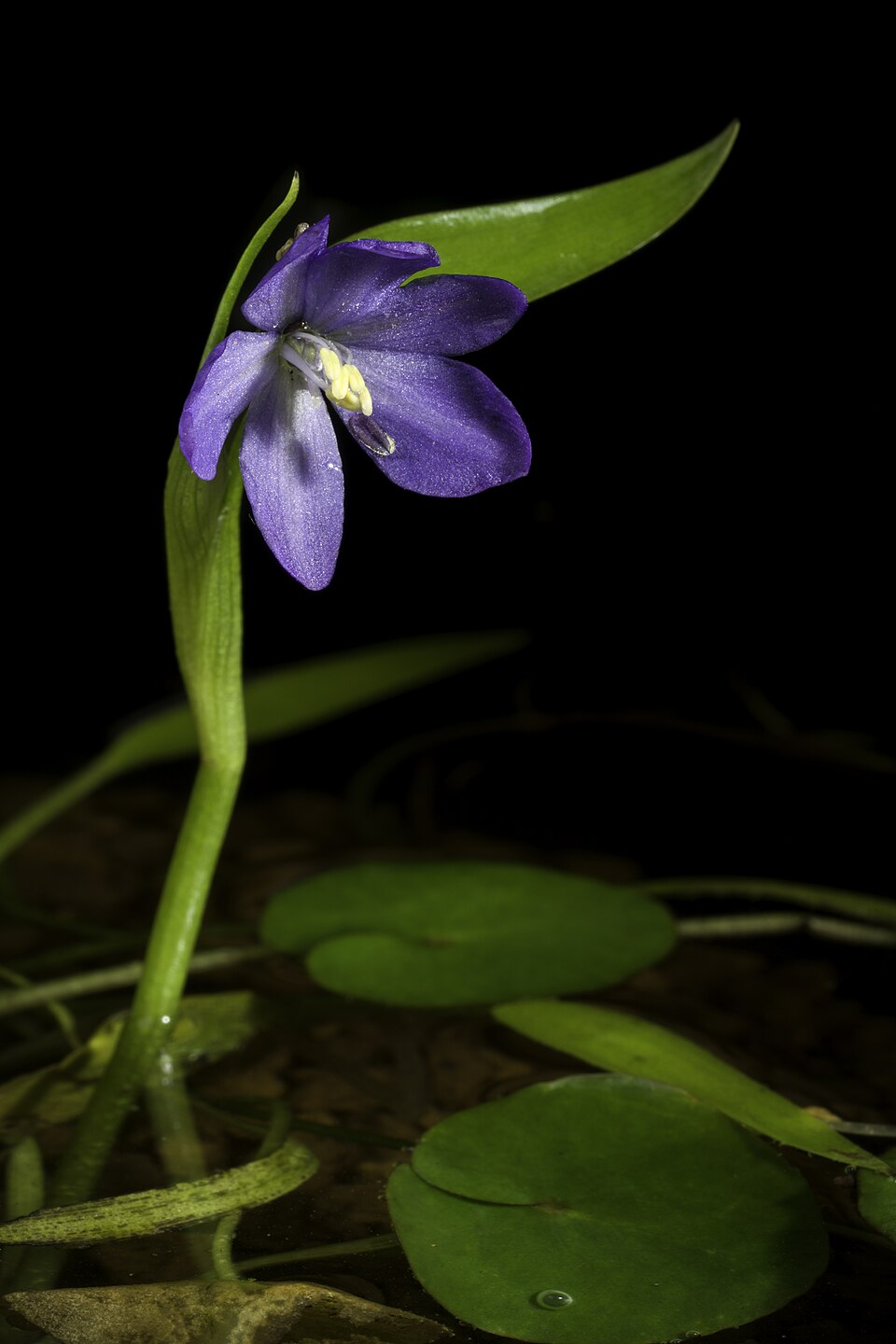 Pontederia (Pickerel Weeds) (alternate view 3)