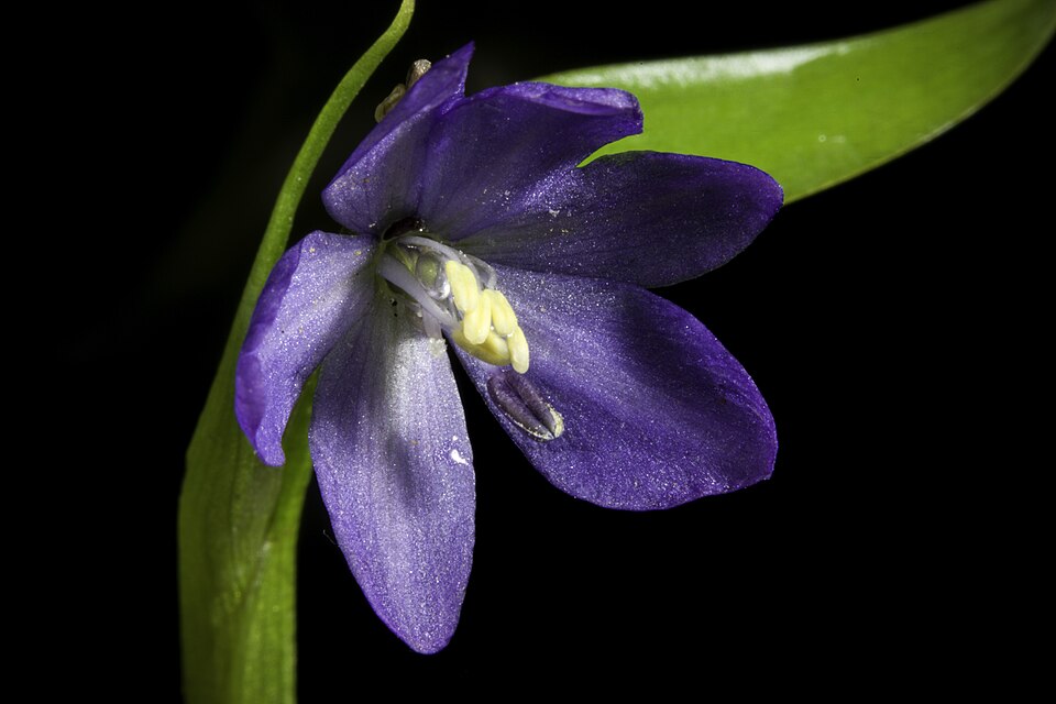 Pontederia (Pickerel Weeds) (alternate view 4)