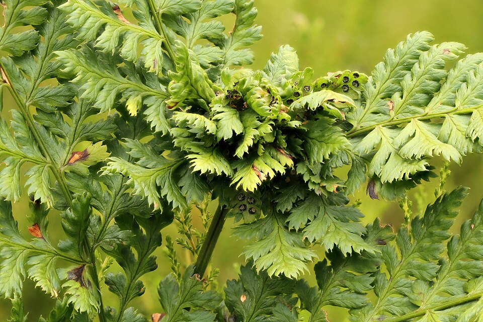 Athyrium (lady ferns) (alternate view 4)