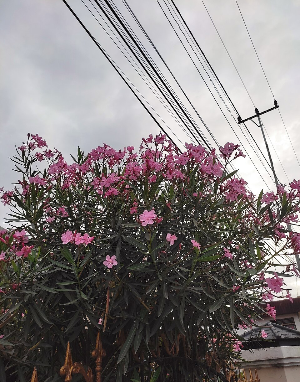 Nerium (oleanders) (alternate view 3)