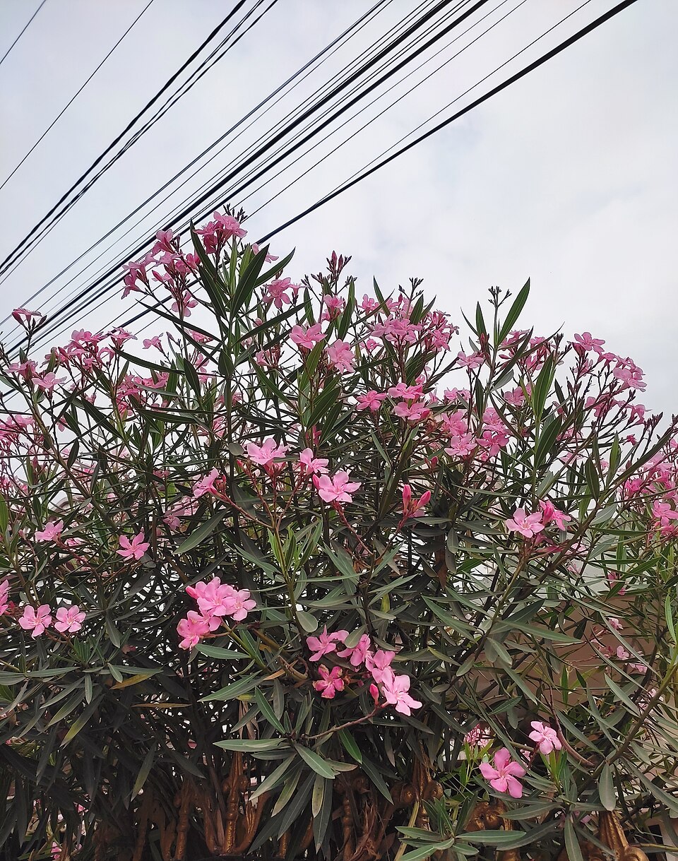 Nerium (oleanders) (alternate view 4)