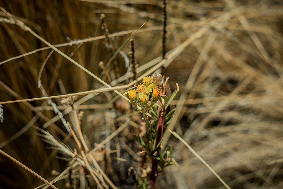 Grindelia (gumplants)