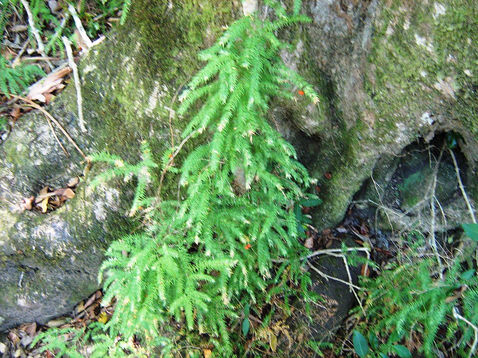 Asparagus scandens (Climbing asparagus) (alternate view 6)