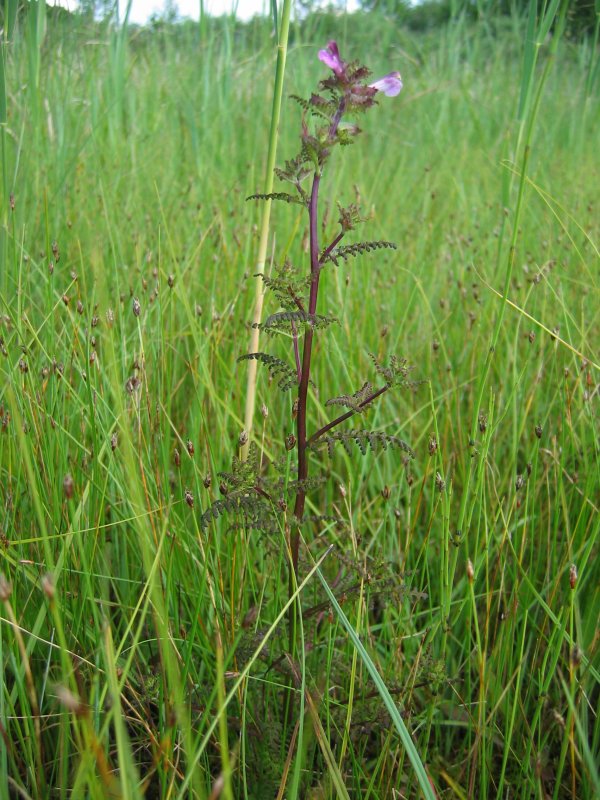 Pedicularis palustris (Marsh Lousewort)