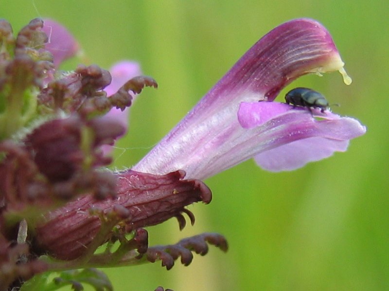 Pedicularis palustris (Marsh Lousewort)