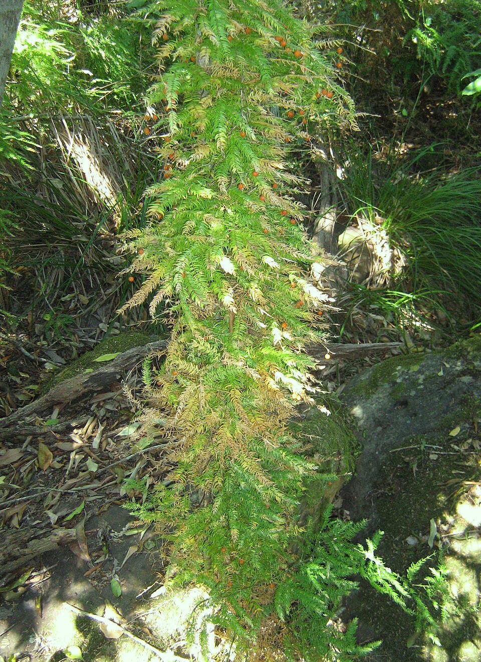 Asparagus scandens (Climbing asparagus) (alternate view 7)