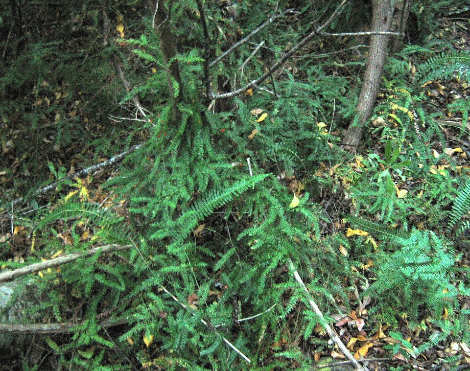 Asparagus scandens (Climbing asparagus) (alternate view 8)