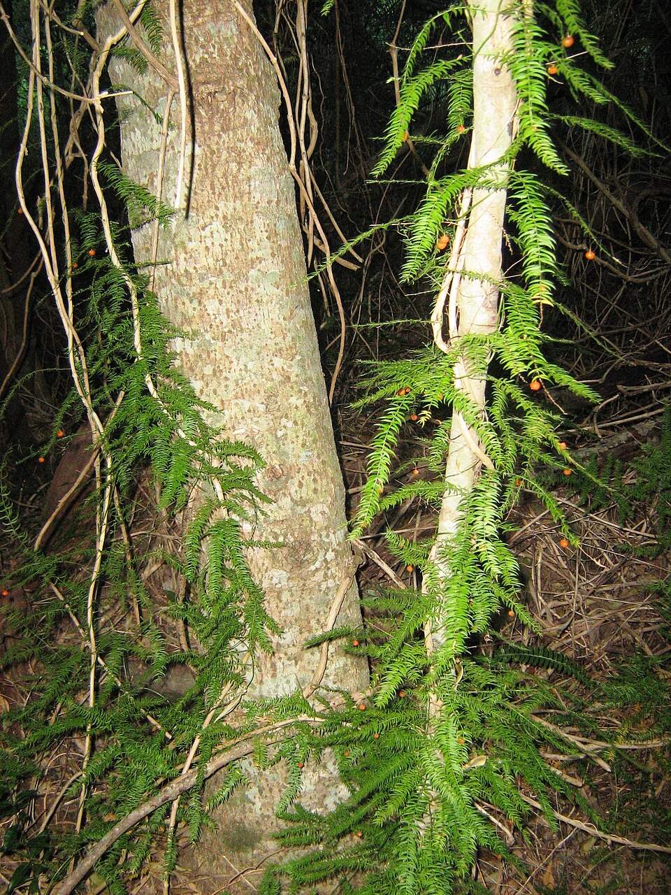 Asparagus scandens (Climbing asparagus) (alternate view 9)