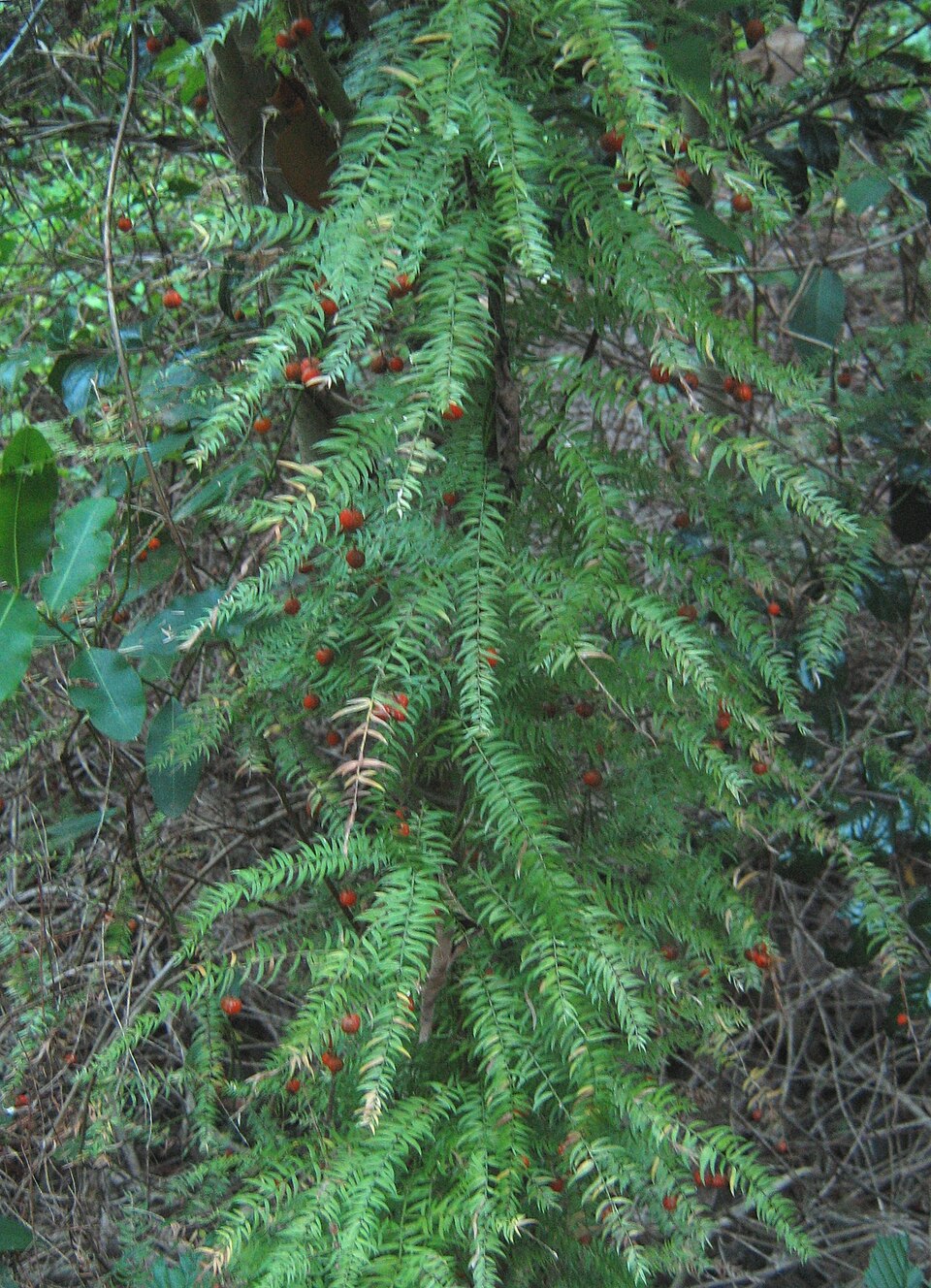Asparagus scandens (Climbing asparagus) (alternate view 10)