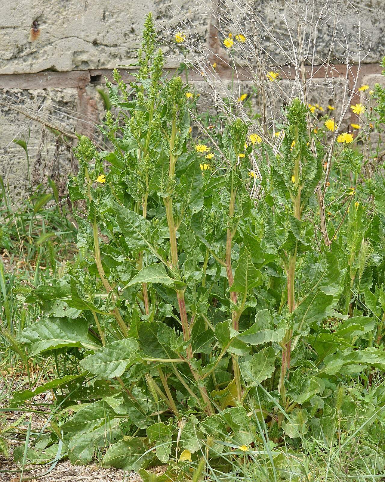 Beta vulgaris, Beet — clumping deciduous (Amaranthaceae) (image 7 of 9)