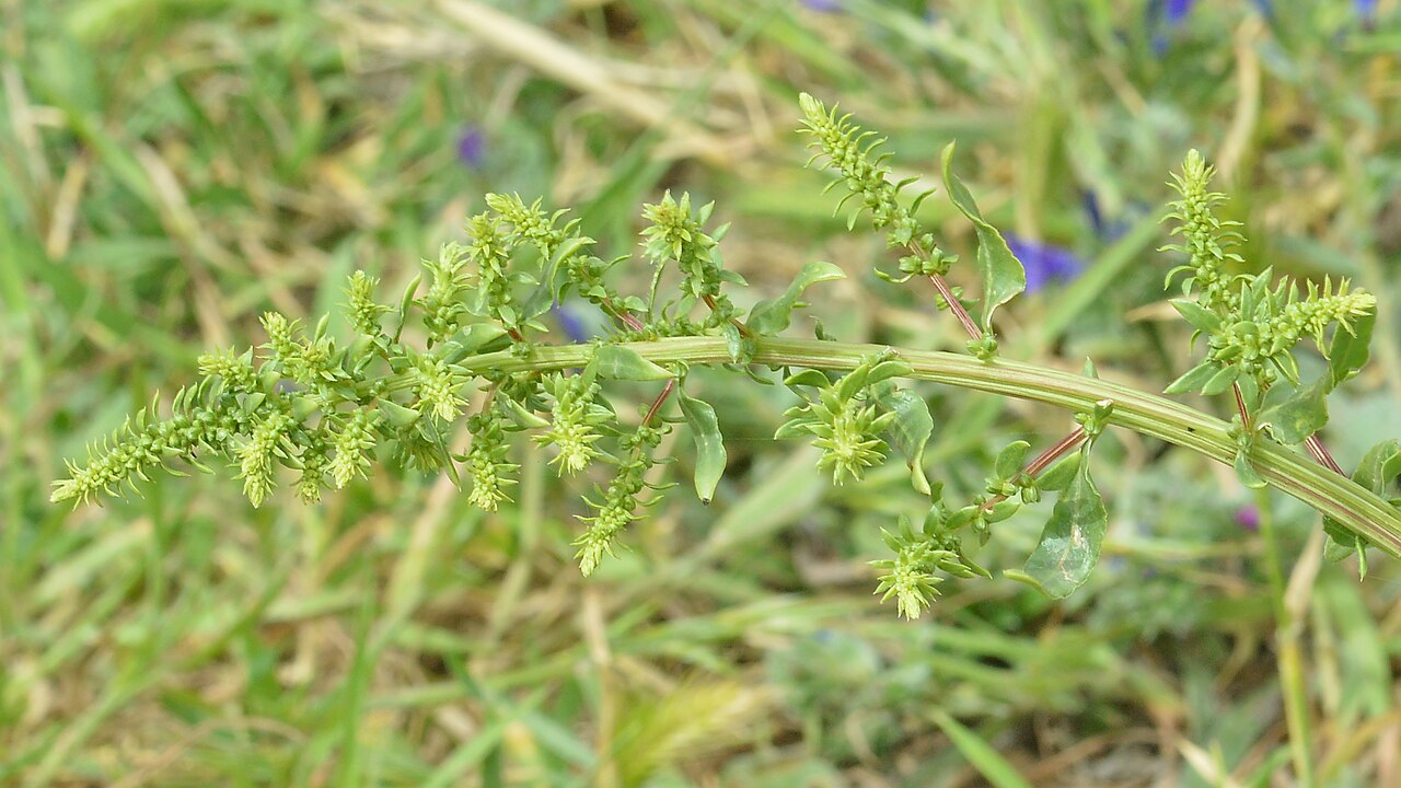 Beta vulgaris, Beet — clumping deciduous (Amaranthaceae) (image 8 of 9)