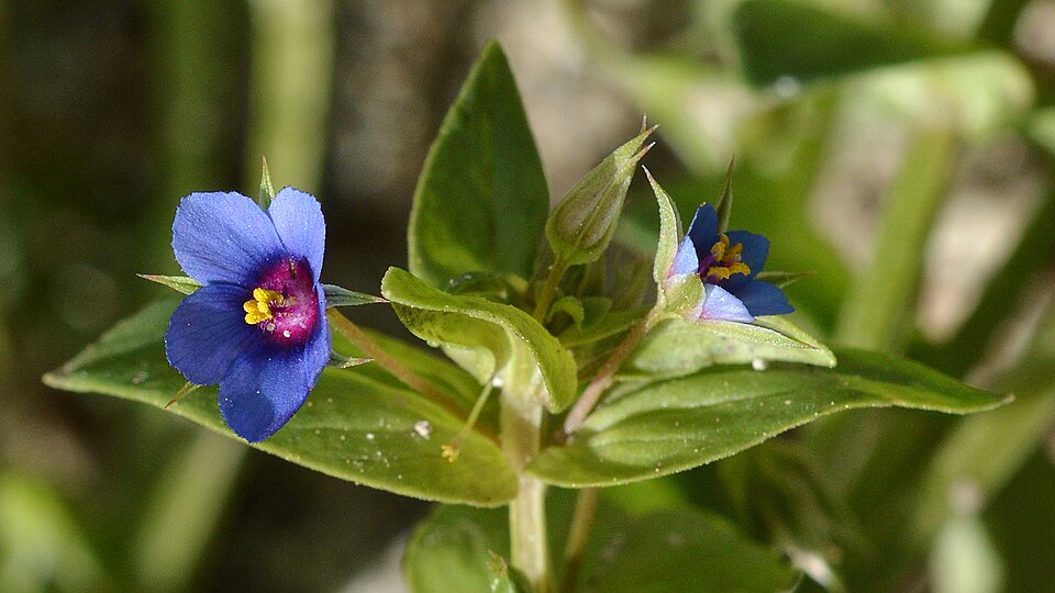 Lysimachia loeflingii (Blue Scarlet Pimpernel) (alternate view 4)