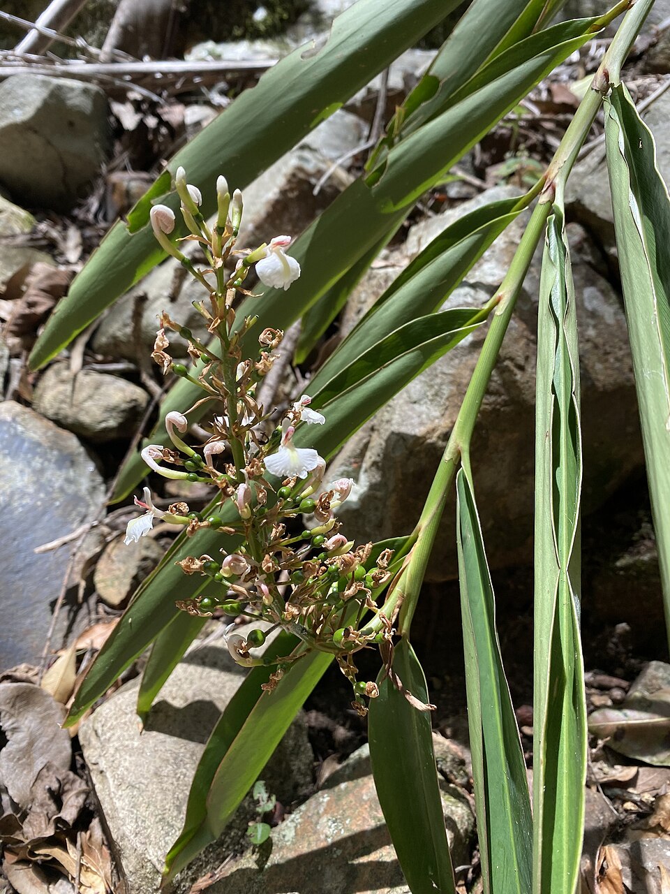 Alpinia caerulea (Native Ginger) (alternate view 9)