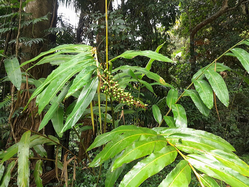 Alpinia caerulea (Native Ginger) (alternate view 10)