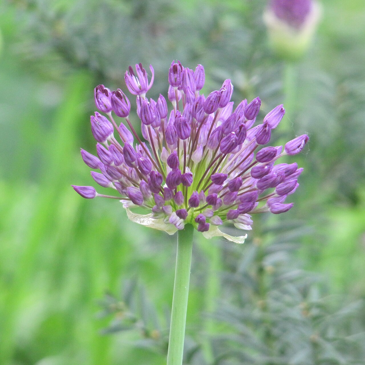Allium hollandicum, Purple sensation ornamental onion — upright deciduous (Amaryllidaceae) (image 3 of 10)