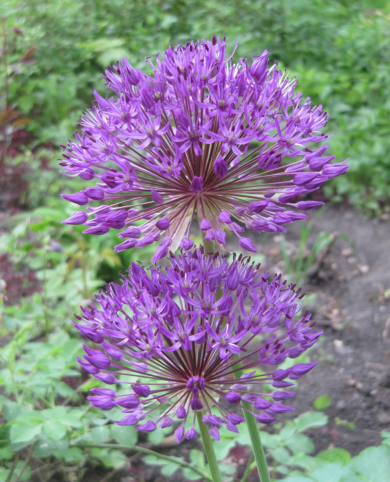 Allium hollandicum, Purple sensation ornamental onion — upright deciduous (Amaryllidaceae) (image 4 of 10)