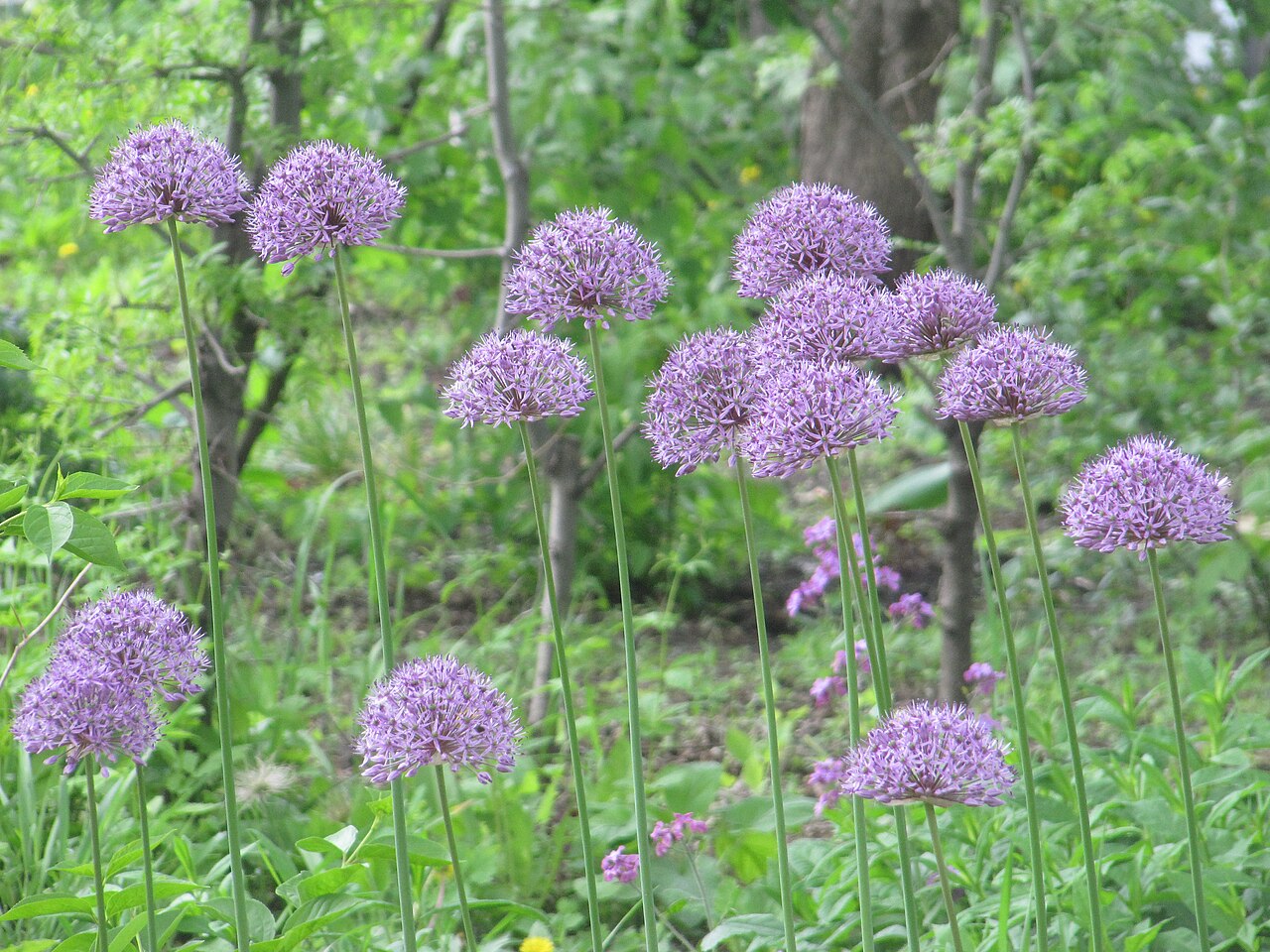 Allium hollandicum, Purple sensation ornamental onion — upright deciduous (Amaryllidaceae) (image 5 of 10)