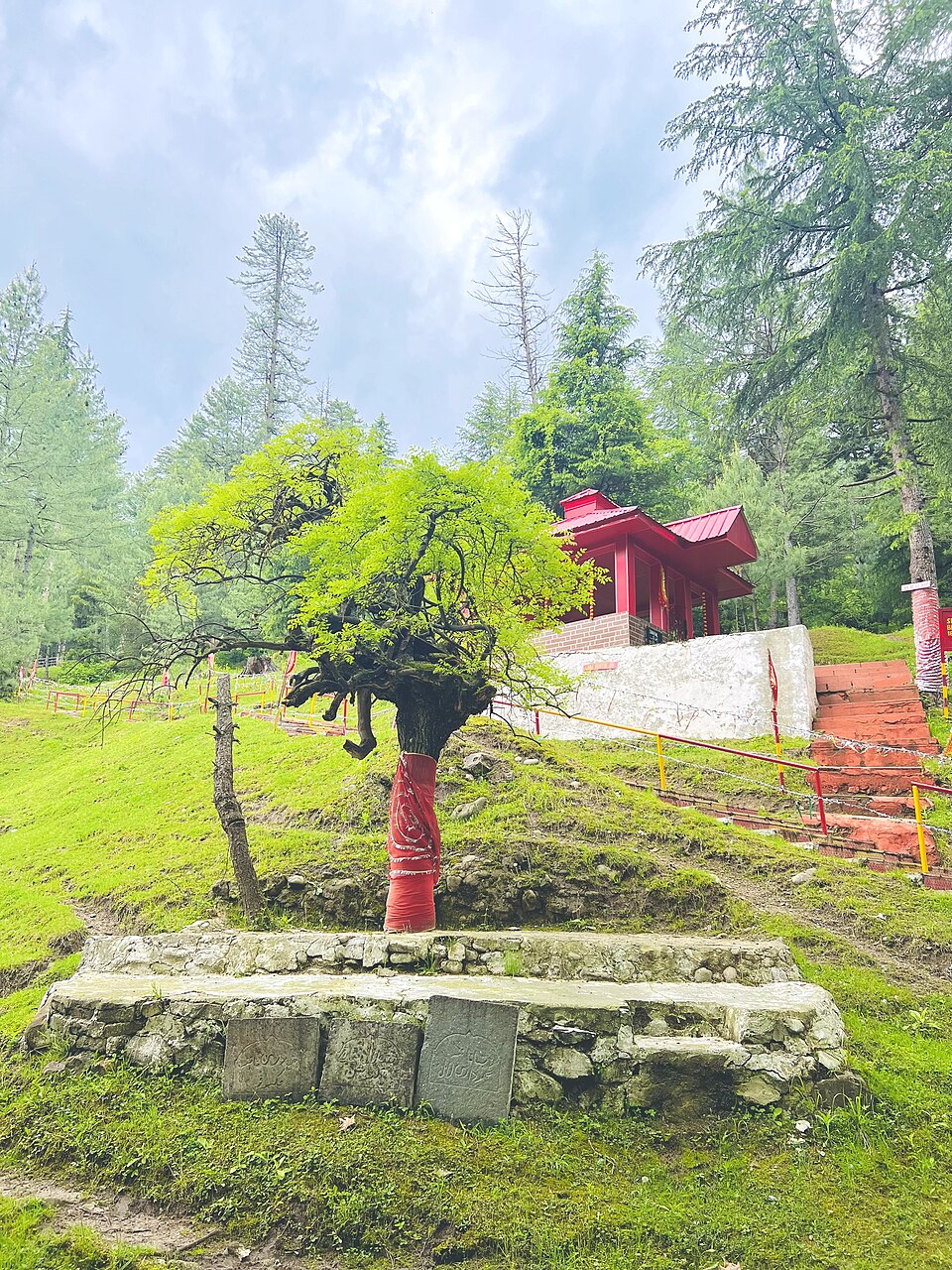 Heptapleurum (umbrella trees)