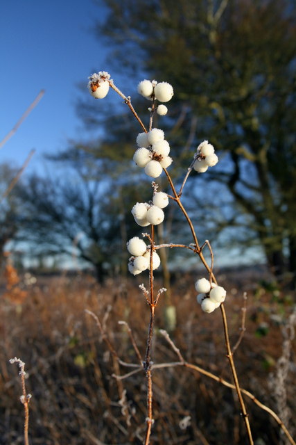 Symphoricarpos (snowberries) (alternate view 5)