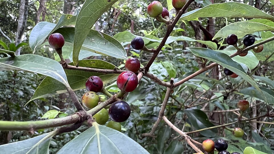 Neolitsea dealbata (Bolly Gum) (alternate view 7)